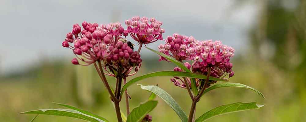 Click or Press to view my sample photo gallery of my Flower & Botanical photography on flickr.com